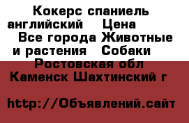 Кокерс спаниель английский  › Цена ­ 4 500 - Все города Животные и растения » Собаки   . Ростовская обл.,Каменск-Шахтинский г.